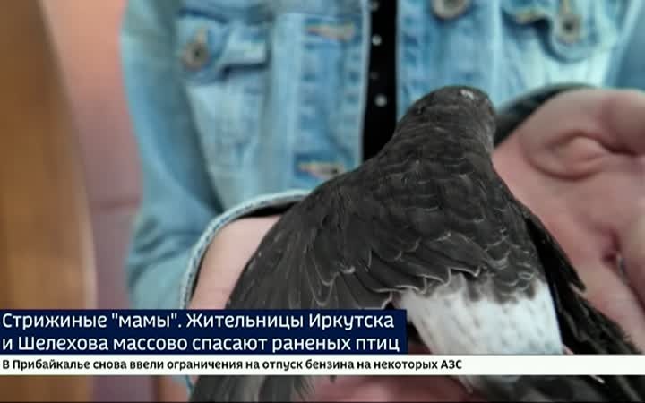 Стрижиные «мамы». Жительницы Иркутска и Шелехова массово спасают раненых птиц