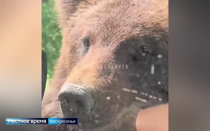 В населённые пункты края всё чаще заходят медведи