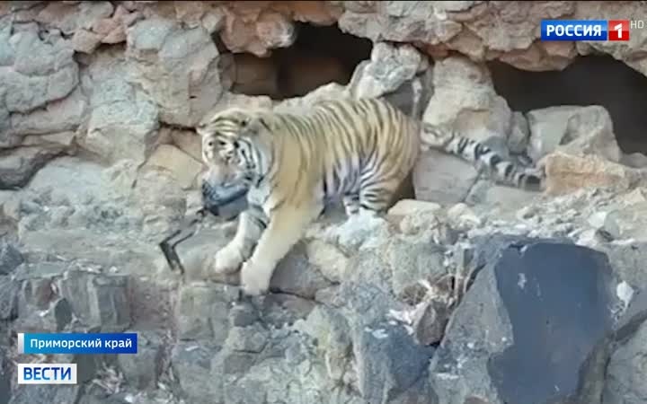 В Приморье тигр украл фото-ловушку