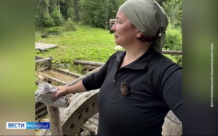 В Кенозерском национальном парке обнаружили новый для этого места вид летучих мышей