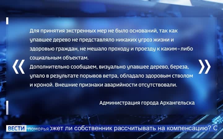 В Поморье в этом году зафиксированы случаи падения деревьев на машины