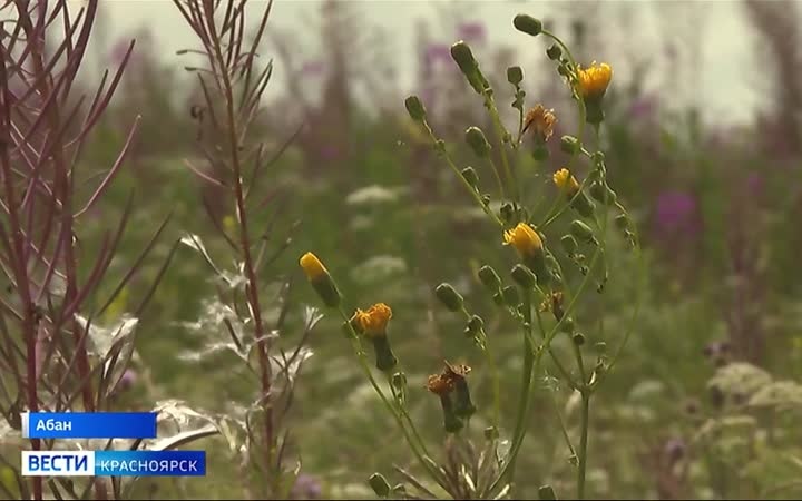 В Красноярском крае пройдёт викторина, посвящённая Году единства народов России