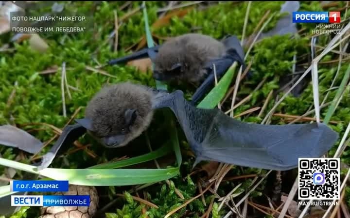 Краснокнижных летучих мышей заметили в Арзамасе
