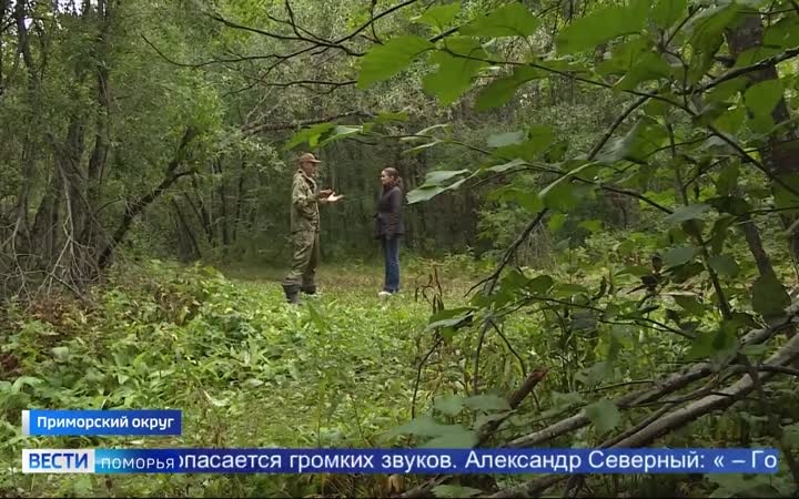 У трассы «Архангельск — Северодвинск» был замечен медведь