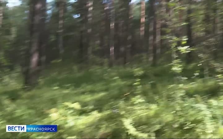 Красноярцам напомнили, как не заблудиться в лесу