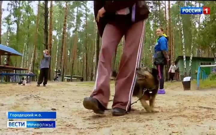 На берегу Горьковского моря проходит Всероссийский кинологический слёт «Хвостатые каникулы»