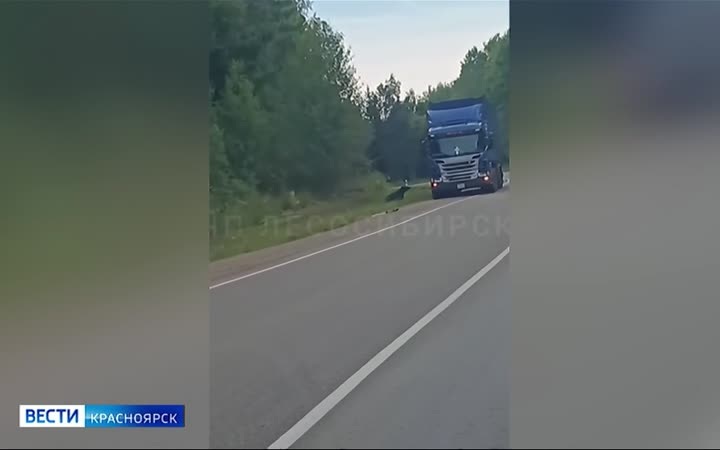 За сутки в крае зафиксировано 4 выхода медведей к людям