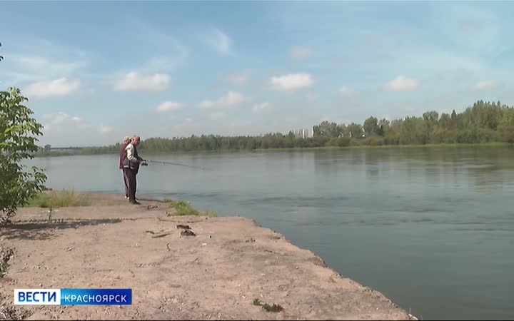 На Енисее вновь заметили бакланов