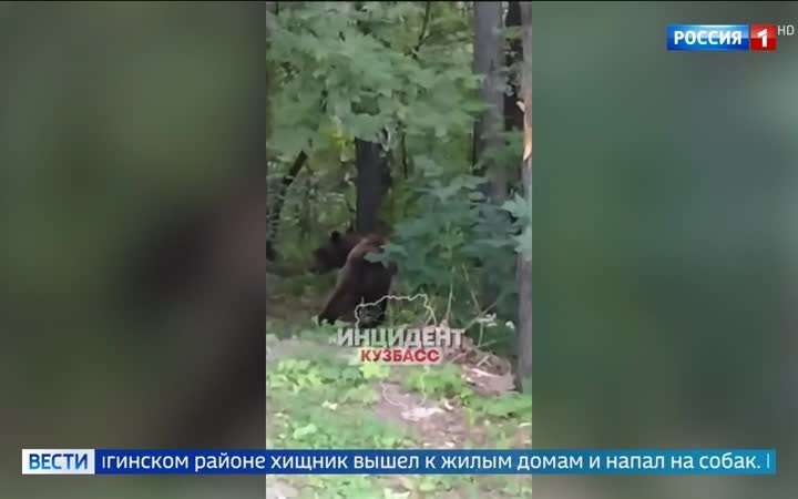 Медведи нападают в Красноярском крае и Кемеровской области