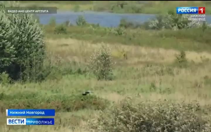 Серые цапли начали подготовку к отлету из Артёмовских лугов на зимовку