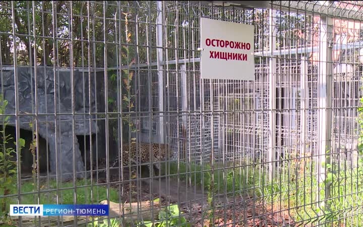 Медведей все чаще стали замечать возле населенных пунктов в Тюменской области