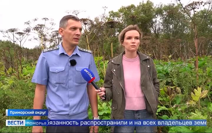 Борщевик продолжает наступление на сельхозугодья