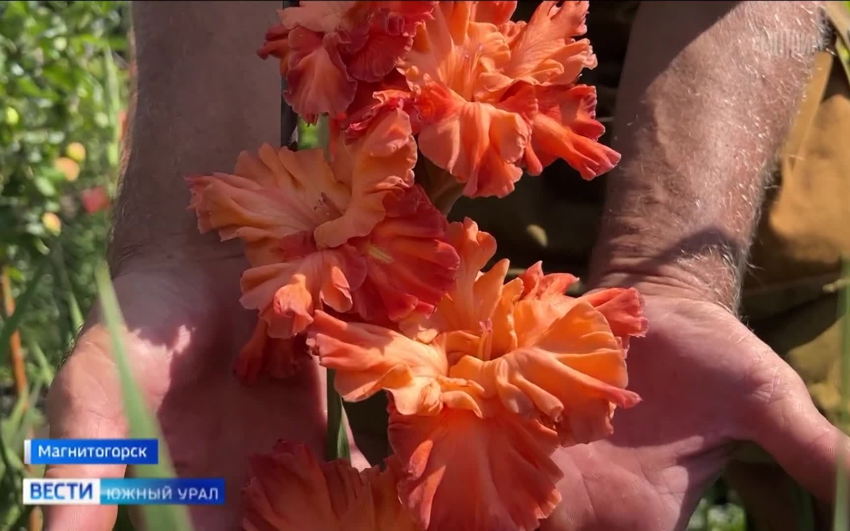 К юбилею Магнитогорска создают сорт гладиолусов цвета раскаленного металла