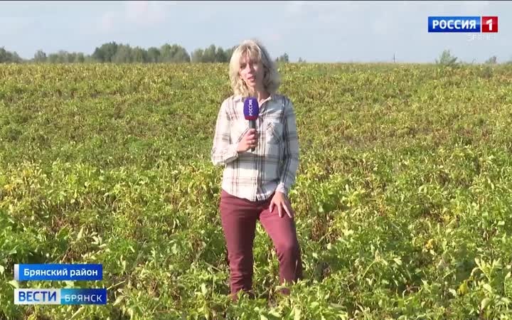 Брянские аграрии начали проверку картофеля перед сбором урожая "