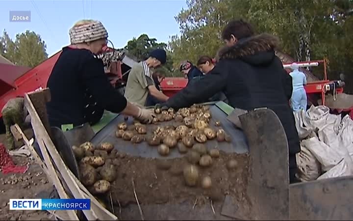 В регионе подводят промежуточные итоги уборочной
