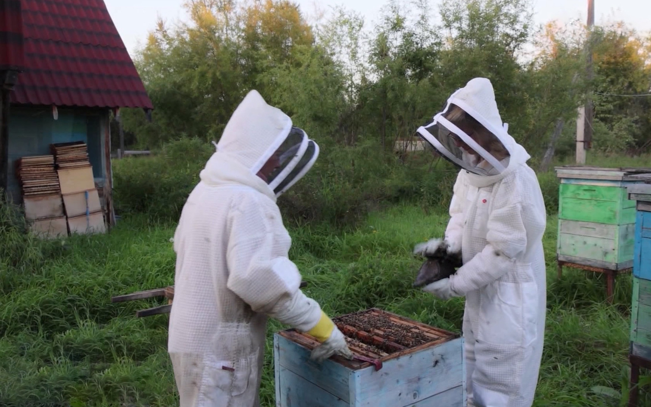Первый мед накачали на пасеке в селе Талон