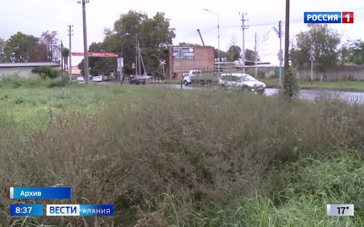 В Северной Осетииработы по уничтожению амброзии уже практически завершены