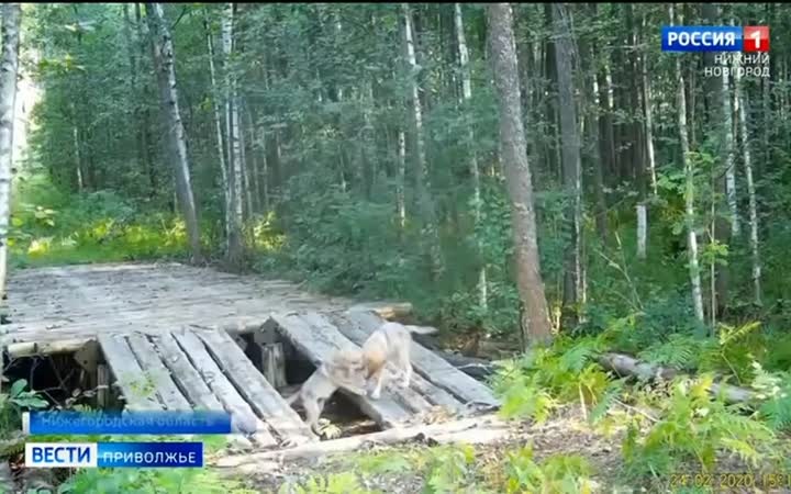 Играющих волчат засняла фотоловушка в Керженском заповеднике