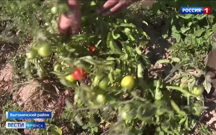 В Брянской области приступили к ежегодной уборке овощей