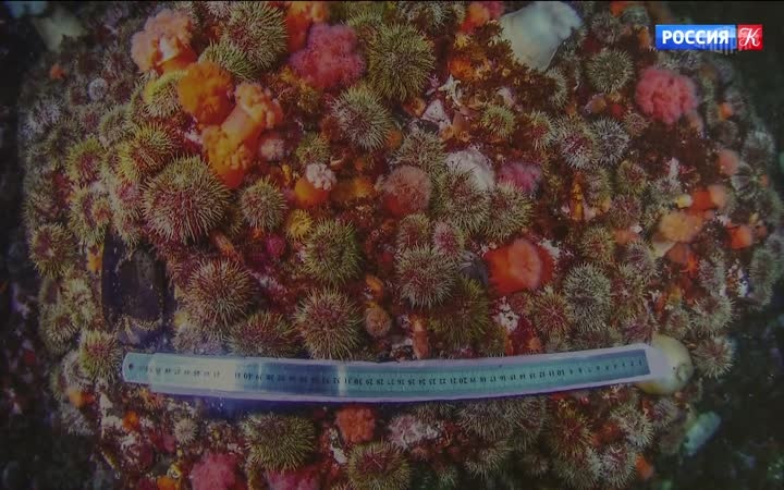 Снимки подводных фотографов представили на фестивале "Дикий подводный мир"