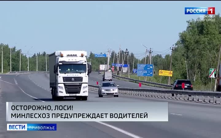 Нижегородский Минлесхоз предупреждает: у лосей начался брачный период, в это время они могут внезапно выбегать на автомобильные дороги