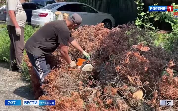 Более 300 зараженных кипарисовой златкой туй снесено во Владикавказе с начала года