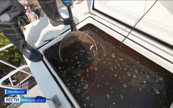 В Шершневское водохранилище выпустили 215 тысяч молодняка сазана