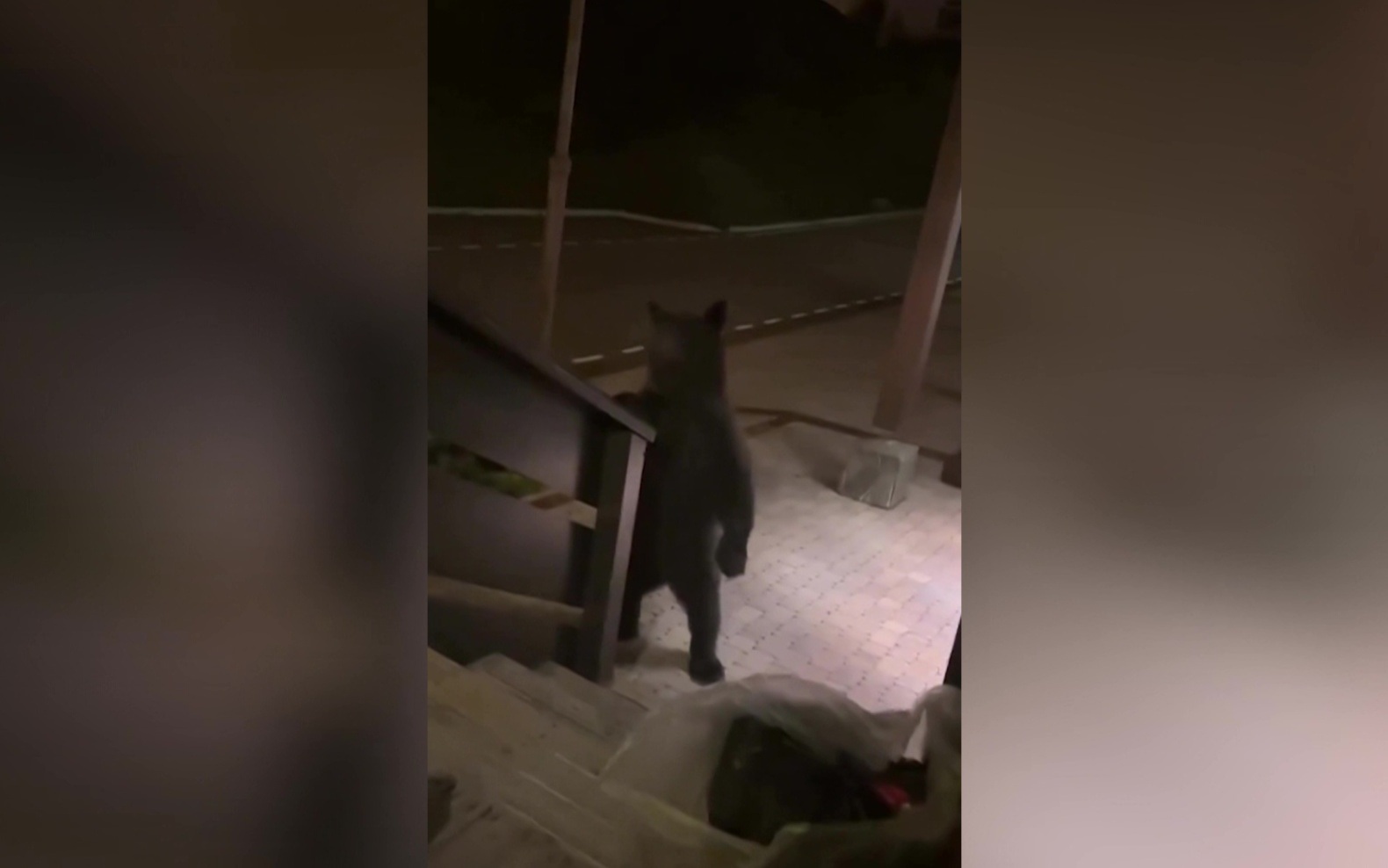 В Сочи медведь зашел в пятизвездочный отель на Красной Поляне