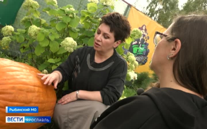 Гигантские тыквы из Ярославской области поборются за победу в федеральном конкурсе