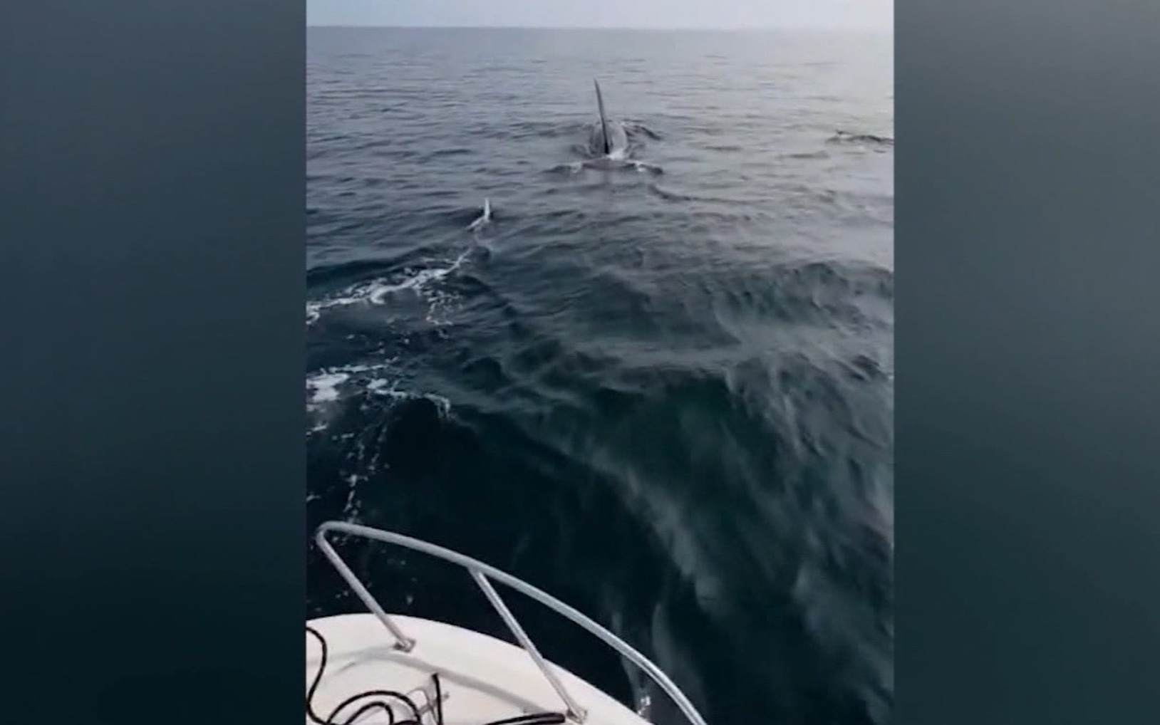 Настоящее шоу косаток сняли на видео жители Магадана