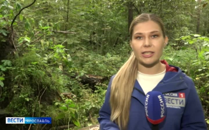 В Яковлевском бору Ярославля стартовала опиловка деревьев