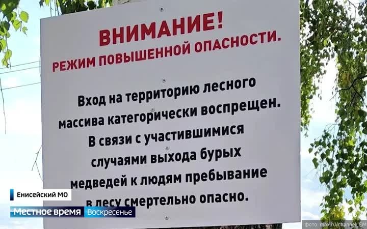 В Красноярском крае небывалое нашествие медведей
