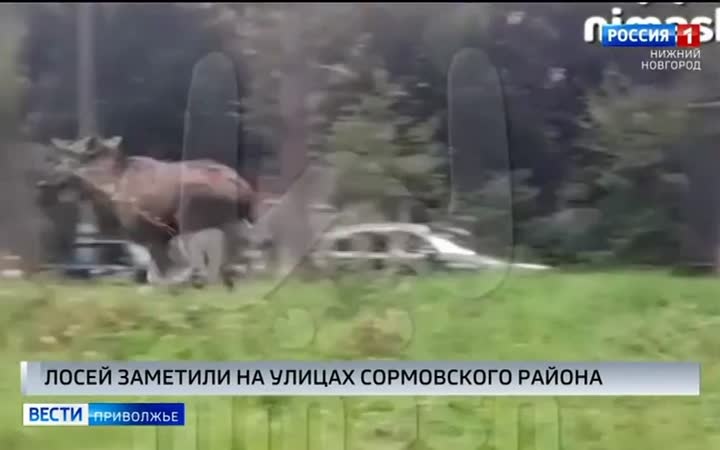 Двое лосей заметили жители Сормовского района областного центра