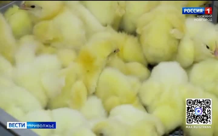 В Нижегородской области за полгода выросло производство пищевых продуктов