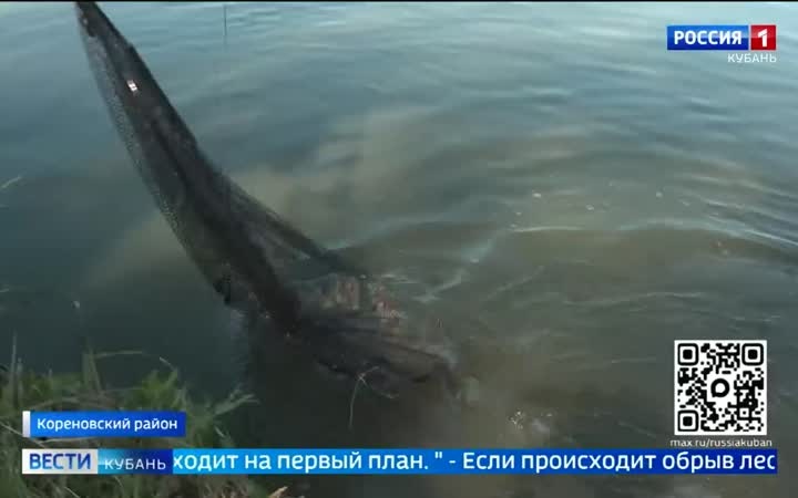 Поймать, чтобы отпустить