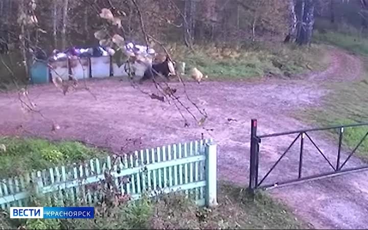 В крае продолжают ликвидировать медведей, угрожающих безопасности людей