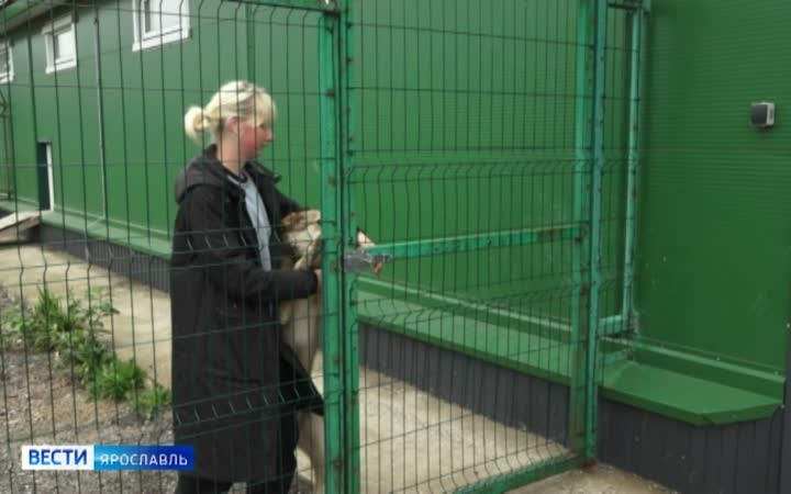 От чипа до дома: специалисты рассказали о помощи уличным животным в Ярославской области