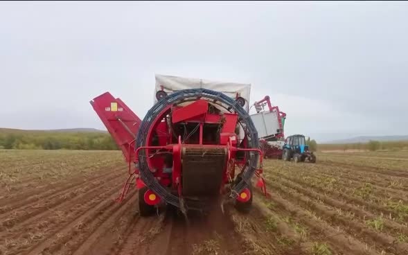В Магаданской области фермеры спешат с уборкой картофеля из-за угрозы заморозков