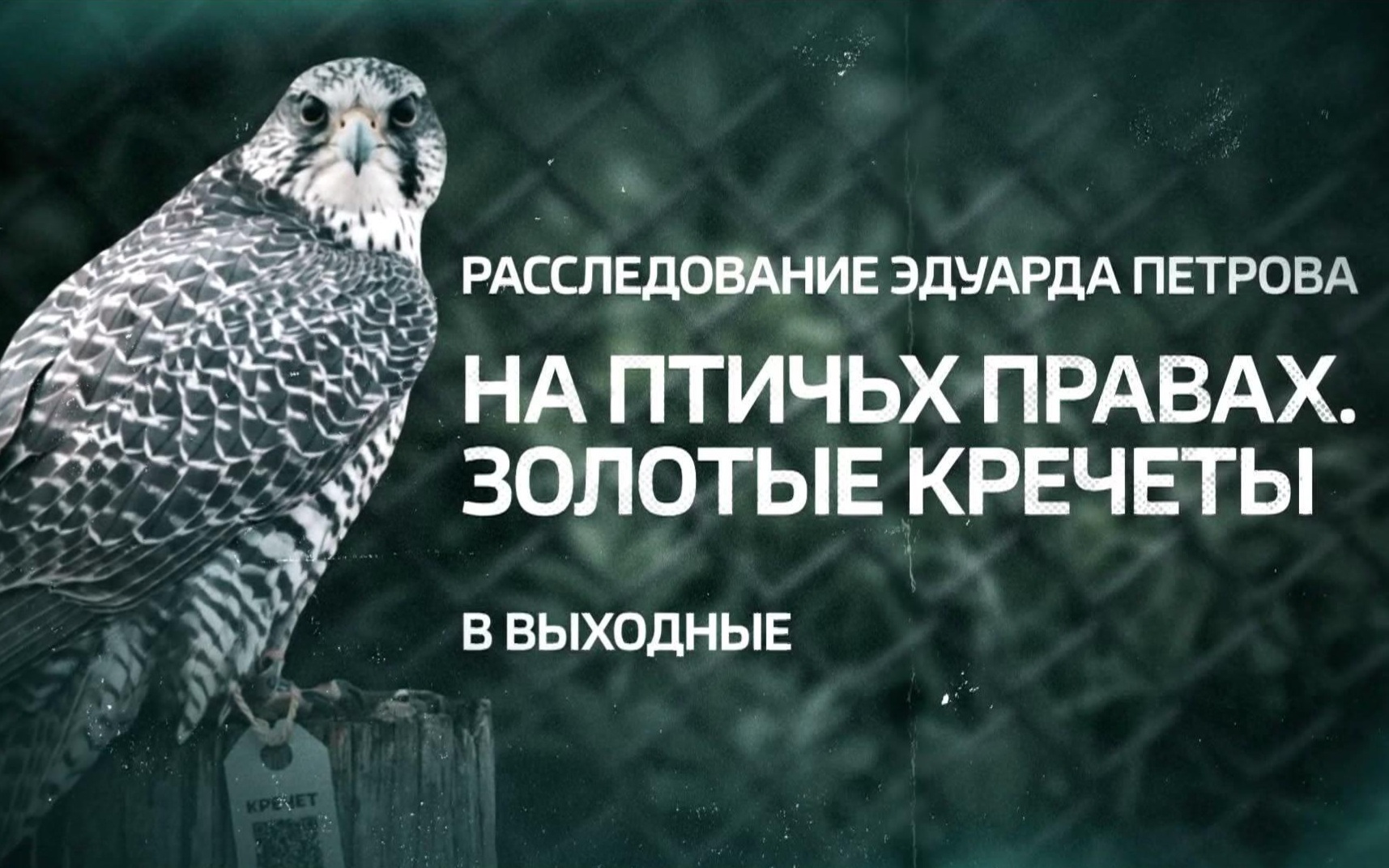 В эти выходные смотрите расследование о нелегальном заработке браконьеров на краснокнижных кречетах