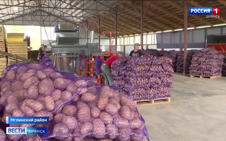 Урожай картофеля в регионе преодолел отметку в 510 тысяч тонн