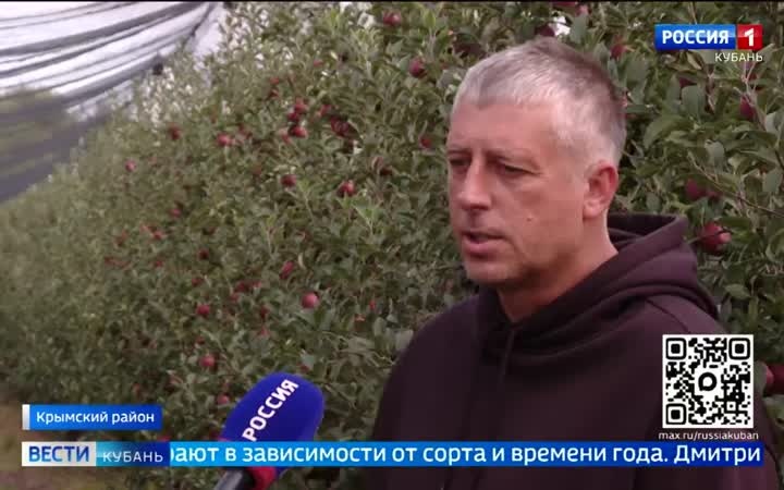 Кубанские яблоки отправятся на прилавки по всей стране