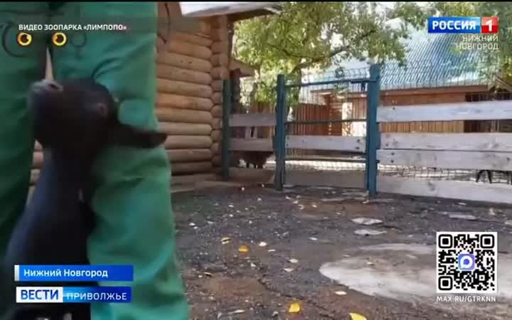 Камерунская козочка по кличке Оливка, которой нет еще и года, продемонстрировала первые результаты профессионального тренинга