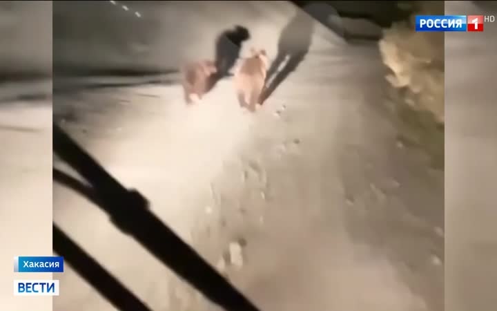 Медвежьи нападения под Красноярском и Абазой