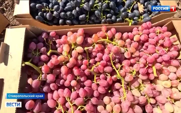 На Ставрополье началась уборка винограда