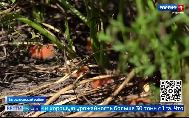 На Кубани продолжается уборка моркови