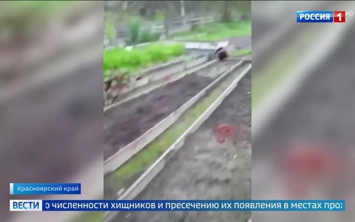 Медвежьи нападения: рост жертв в 9 регионах страны