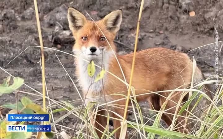 Любознательная лисица забежала на дорожный объект