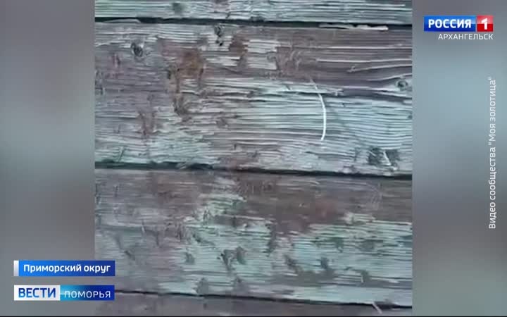 Жителей двух деревень в Приморском округе уже несколько дней держит в страхе медведь