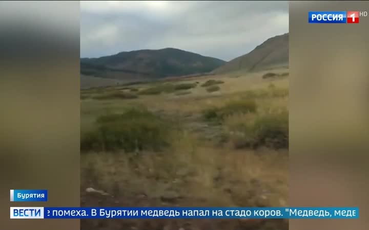 Медвежье нашествие: Красноярские Столбы закрыты для туристов после новых нападений