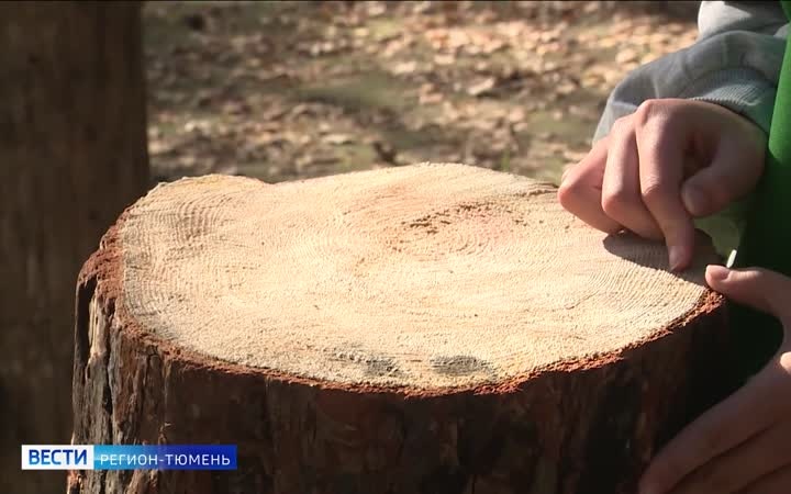 Тюменские школьники соревнуются в "Лесном многоборье"